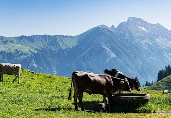 Bergwelten Wanderung Alm Alp Vorarlberg