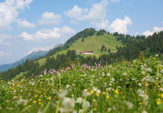 Auf dem Weg zum Falken