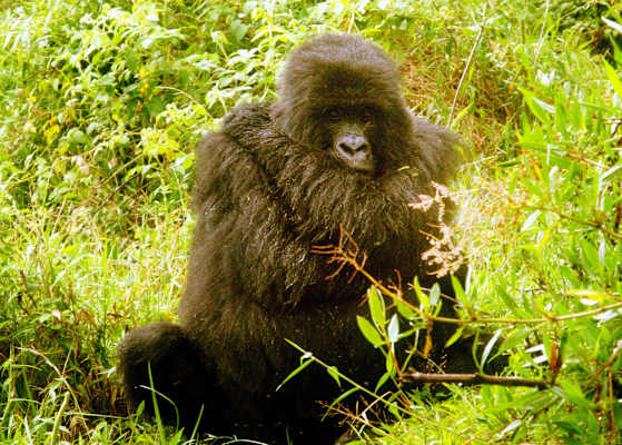 Virungas Berggorillas Reise