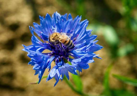 Eine Biene in der Blüte der Kornblume.