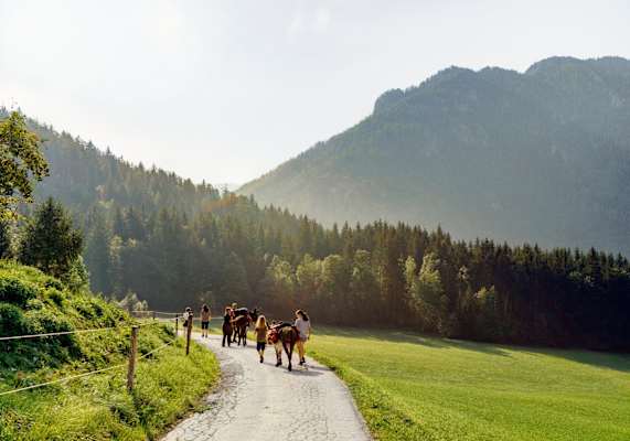 Die Eselwanderung führt durch die Berge des Mariazellertals.
