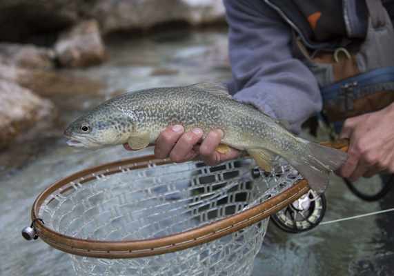 Der Fischer hält eine wunderschön glänzende Marmorata in den Händen.