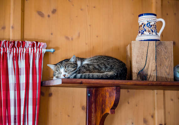 Eine Katze schläft auf einem Regal