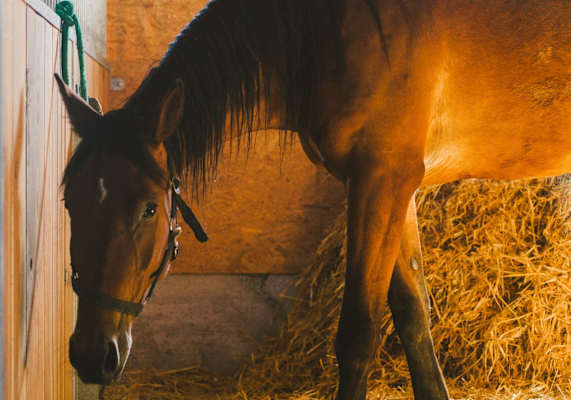Pferd im Stall