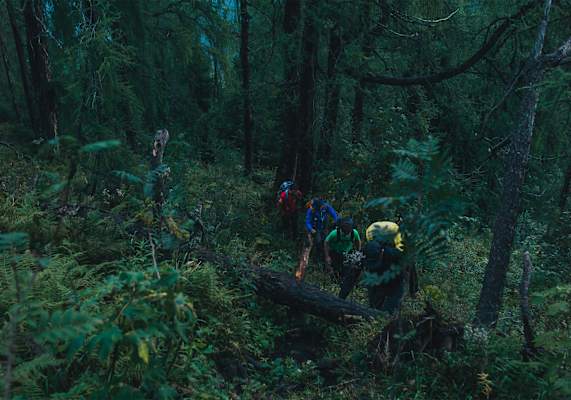 Ein Baum versperrt Wanderern den Weg.