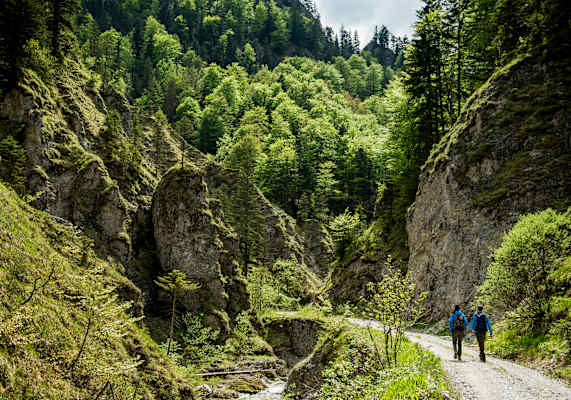 Zwei Wanderer im europäischen Urwald.