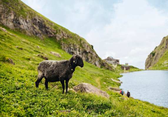 Schaf um Ufer des Wildsees.