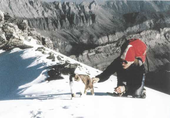 Kater Tomba - die bergsteigende Katze aus der Schweiz