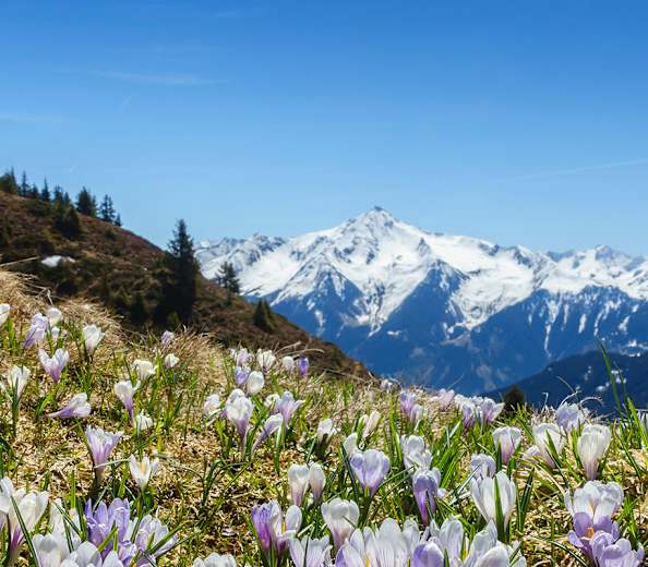 Frühlingswanderungen zu blühenden Blumen