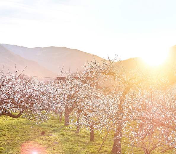 Marillenblüte in der Wachau im Frühling mit Blick auf blühende Marillengärten
