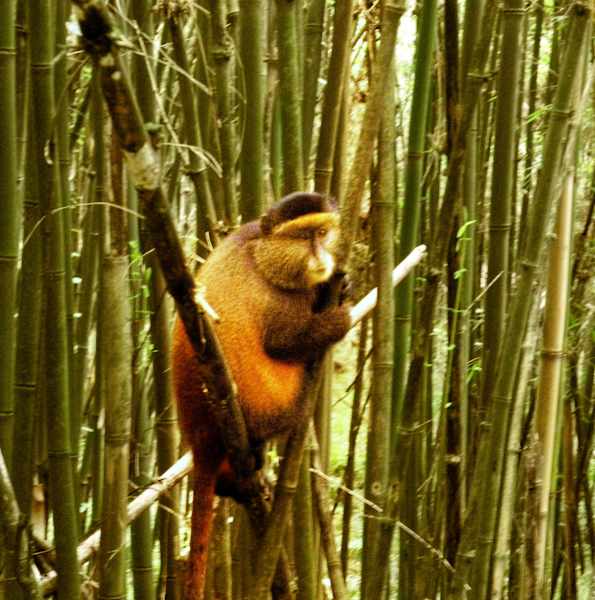 Virungas Berggorillas Reise