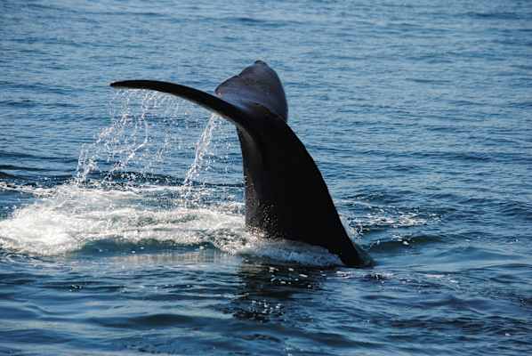 Feuerland Expedition