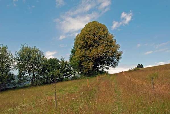 5 Wanderungen im Schwarzwald