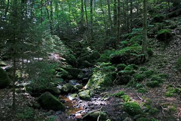 5 Wanderungen im Schwarzwald