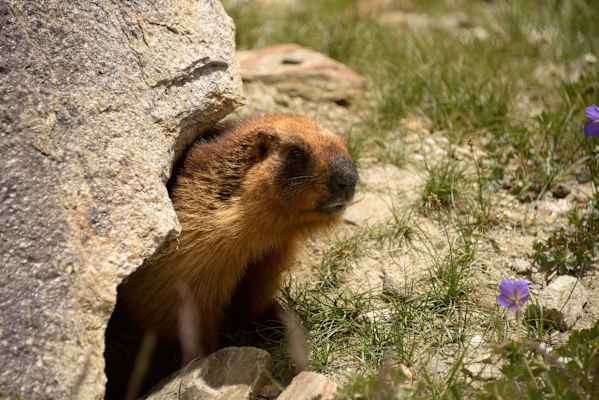 Zanskar Himalaya Trekking