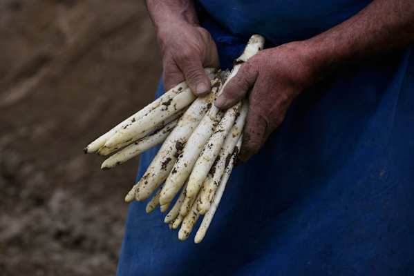 Frühling in Südtirol: Spargelzeit in Jenesien