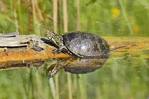 Die Europäische Sumpfschildkröte ist im Nationalpark Donau-Auen wieder heimisch.