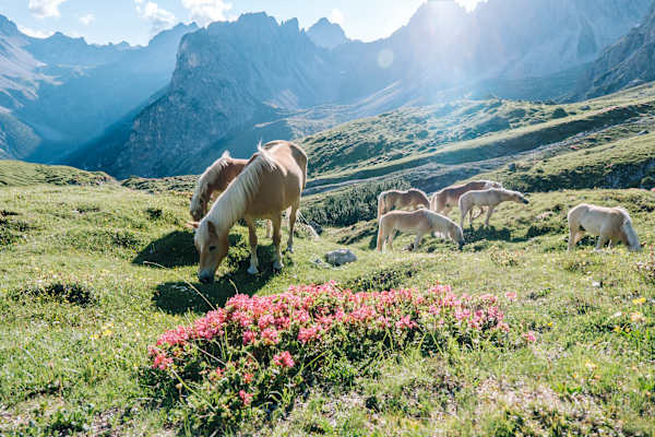 Bergidylle mit Pferden