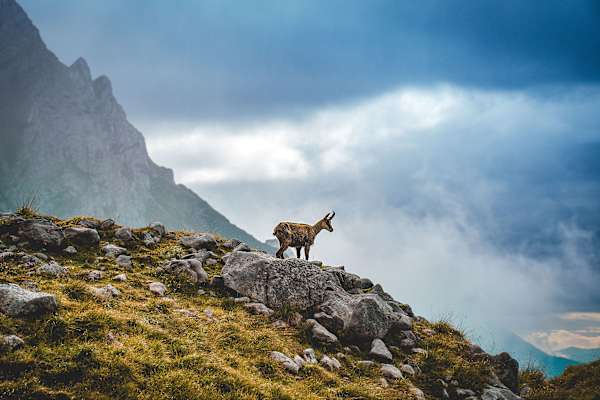 Wer genau hinsieht wird bei fast jeder Wanderung rund um den Wilden Kaiser in Tirol der ein oder anderen Gams begegnen
