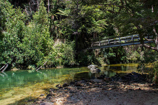 Dschungelvegetation: Abel Tasman Nationalpark