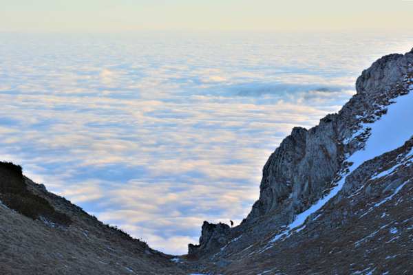Auf dem Schneeberg: Eine Gams in der Scharte blickt auf ein gigantisches Nebelmeer