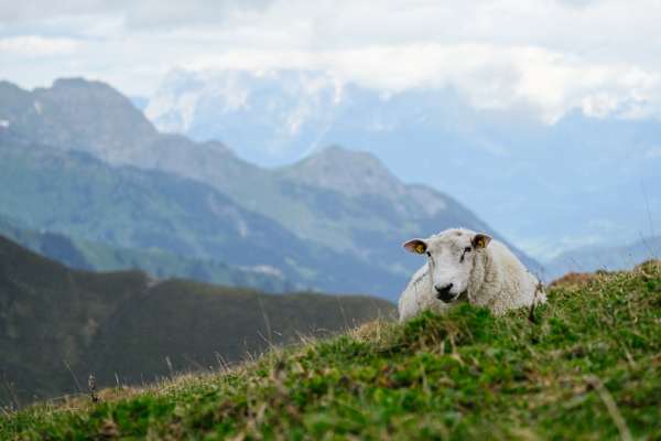 Saubere Berge 2020: Mit Peter Habeler auf den Gamskarkogel (Gasteinertal, Salzburg)