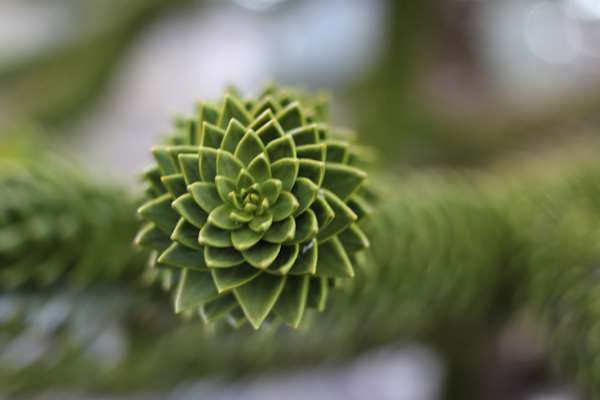 Reise Chile Skitouren