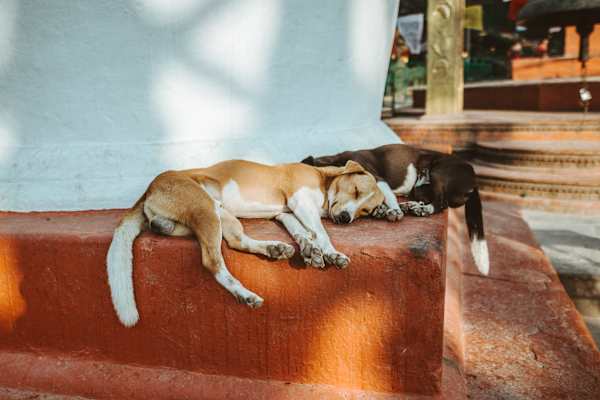 Himalaya Trekking Niklas Siemens