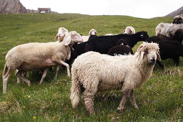 Osttiroler Pilgerweg: Schafherde unterhalb der Sajathütte