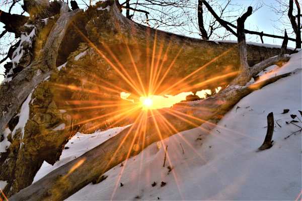 Die Sonnenstrahlen am Morgen bahnen sich ihren Weg durch das Unterholz 