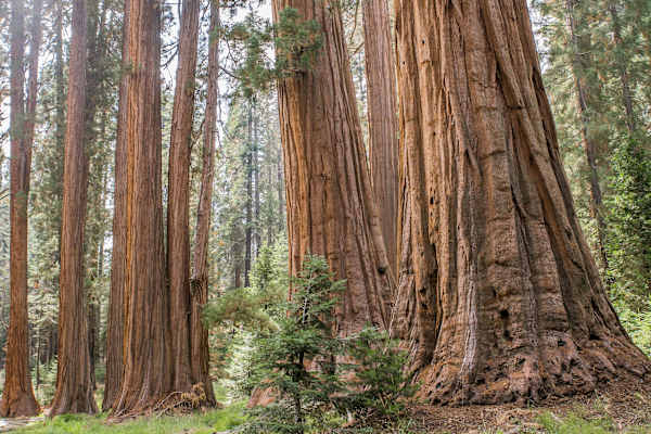 Mammutbäume Kalifornien Sierra Nevada
