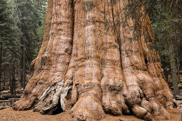 Mammutbäume Kalifornien Sierra Nevada