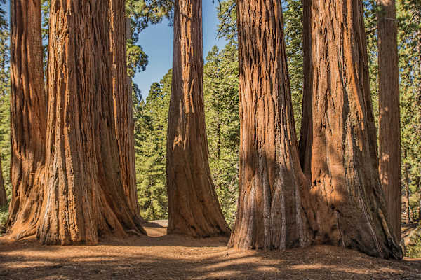 Mammutbäume Kalifornien Sierra Nevada