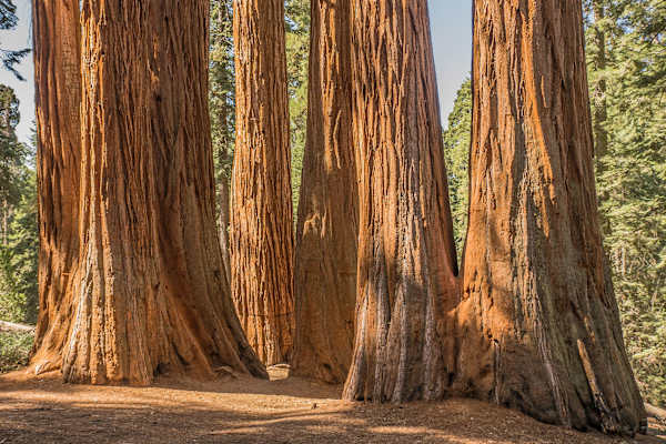 Mammutbäume Kalifornien Sierra Nevada