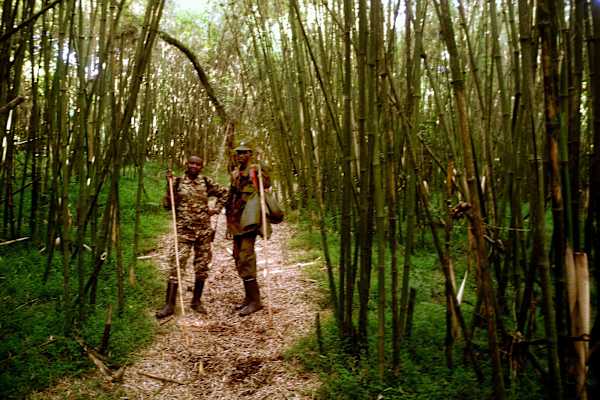 Virungas Berggorillas Reise