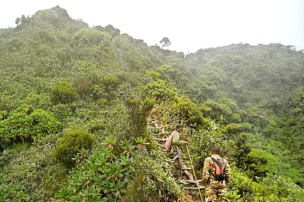 Virungas Berggorillas Reise
