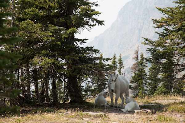 Bergziege im Glacier Nationalpark in Montana