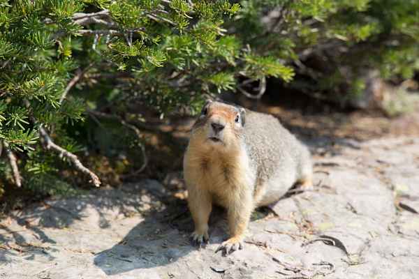 Eichhörnchen im Glacier Nationalpark in Montana