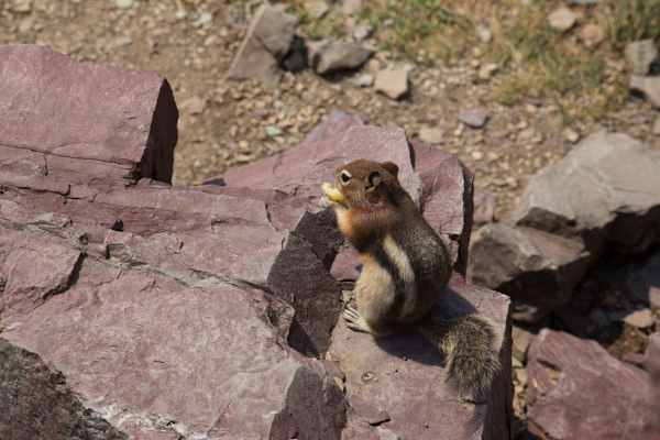 Backenhörnchen im Glacier Nationalpark in Montana
