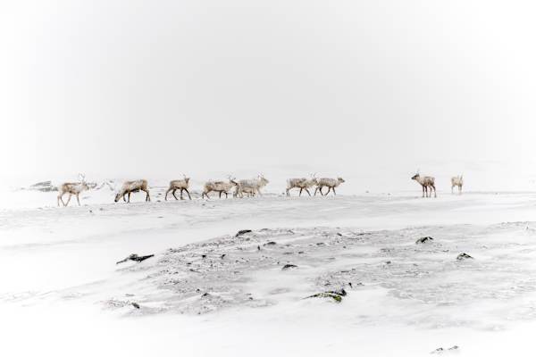 Skitouren Skandinavien