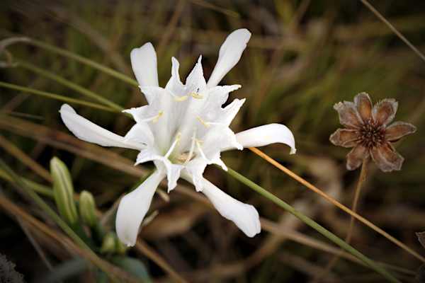 Rota Vicentina, Weitwandern in Portugals