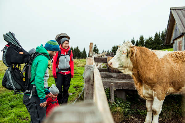 Rinderzucht Teichalm
