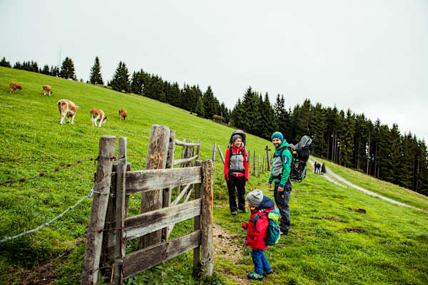 Rinderzucht Teichalm