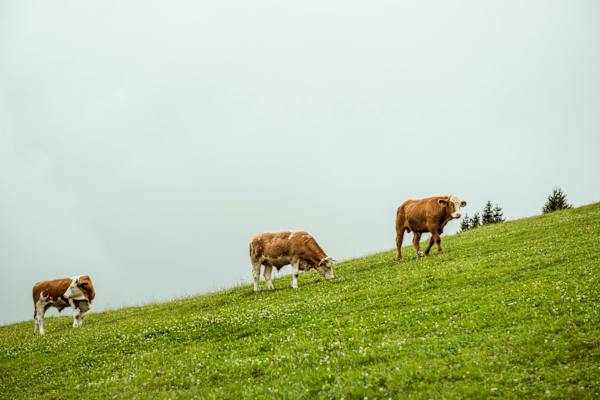 Rinderzucht Teichalm