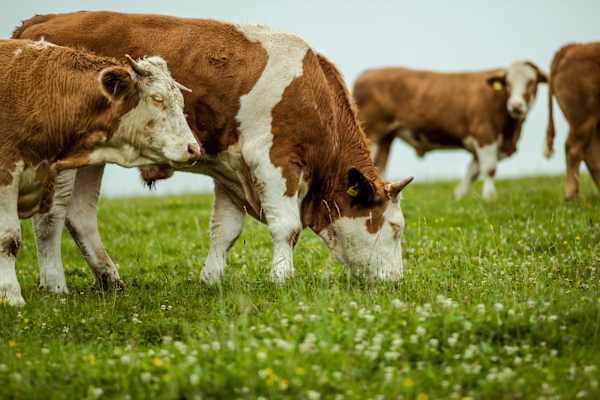 Rinderzucht Teichalm