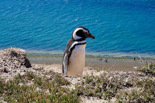 Feuerland Magellan-Pinguin