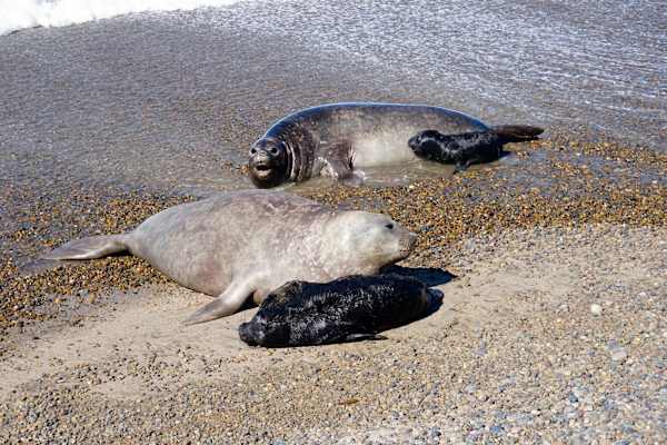 Feuerland Expedition Seeelefanten