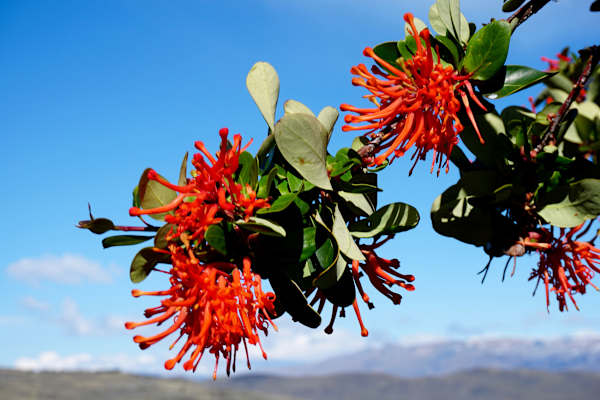 Nationalpark Torres del Paine in Chile