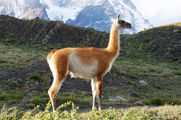 Nationalpark Torres del Paine in Chile