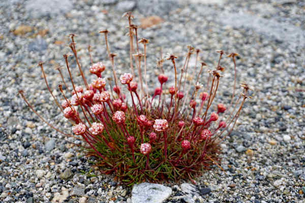Feuerland Argentinien